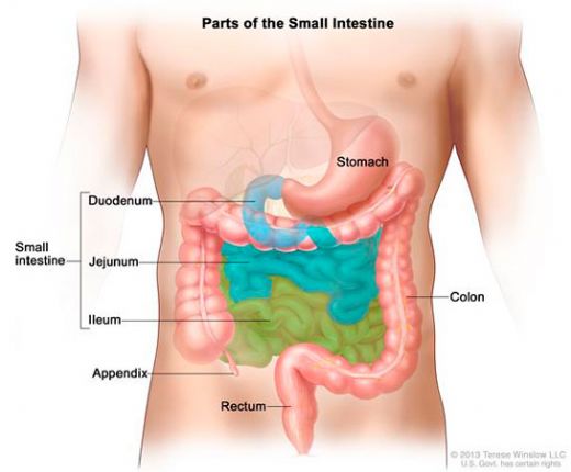 Bağırsakta Gaz Birikmesi Belirtileri ve Tedavisi